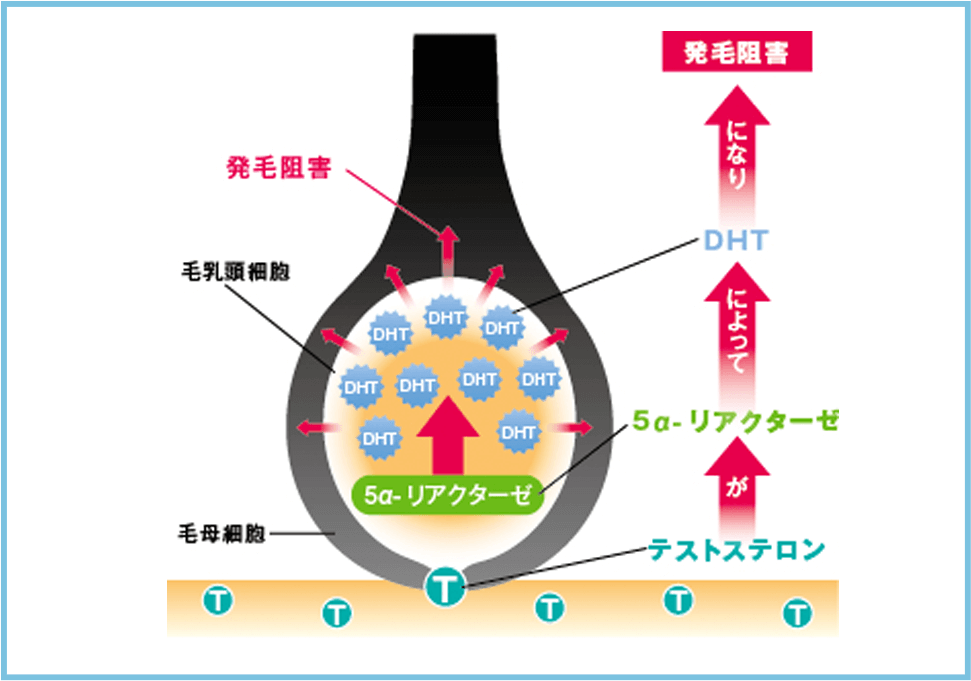 男性ホルモン