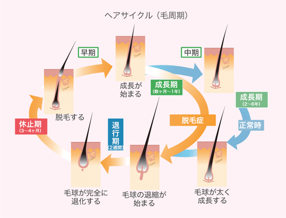 毛周期